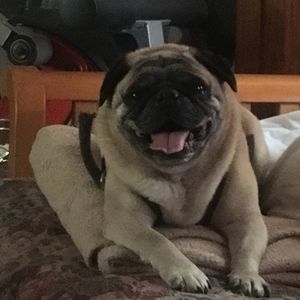 Meet your Posher, Ana